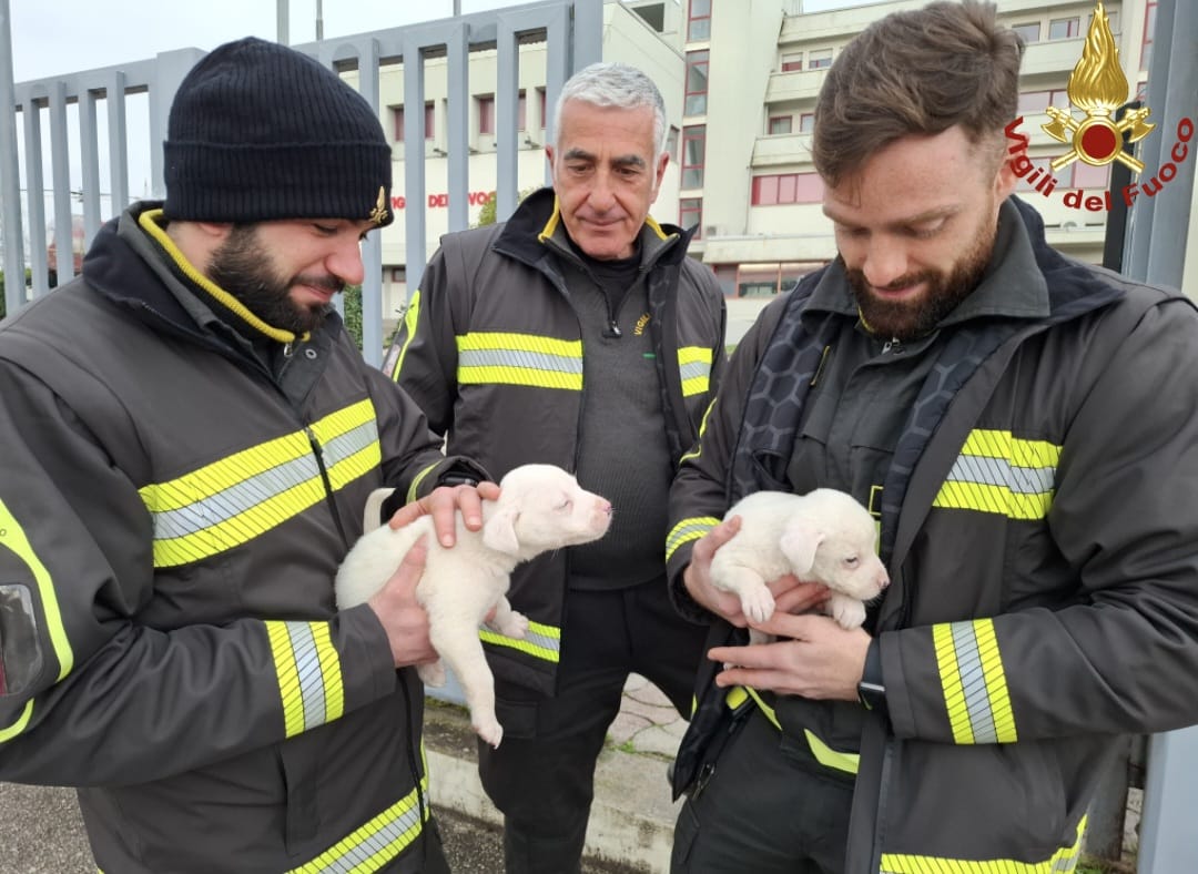 cuccioli di cane vigili del fuoco